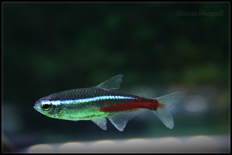 A cute tetra fish. He's a shiny dude. 