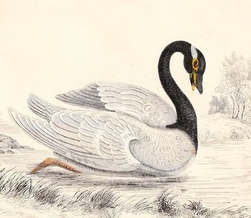 vintage swan with black head