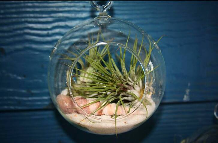 Air plant in a round terrarium in front of a blue wood background. 
