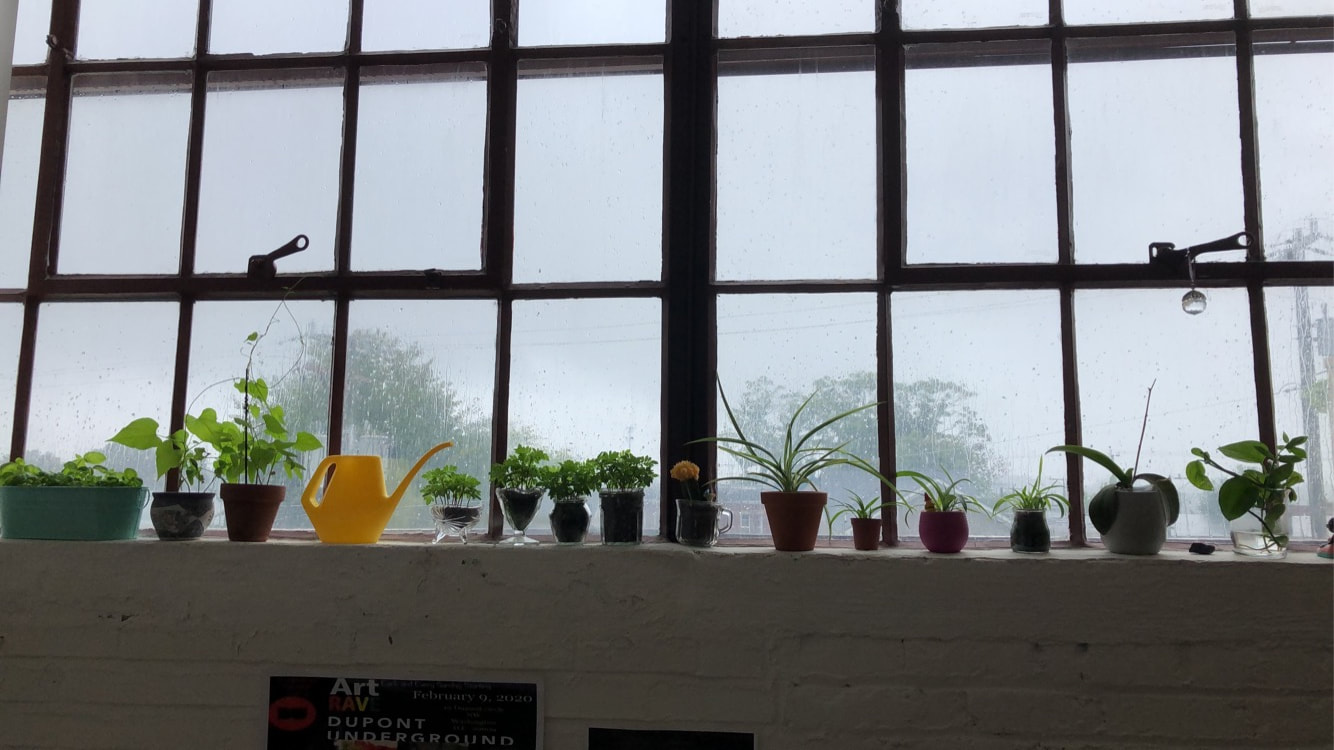 Potted plants on a long windowsill, indoors.