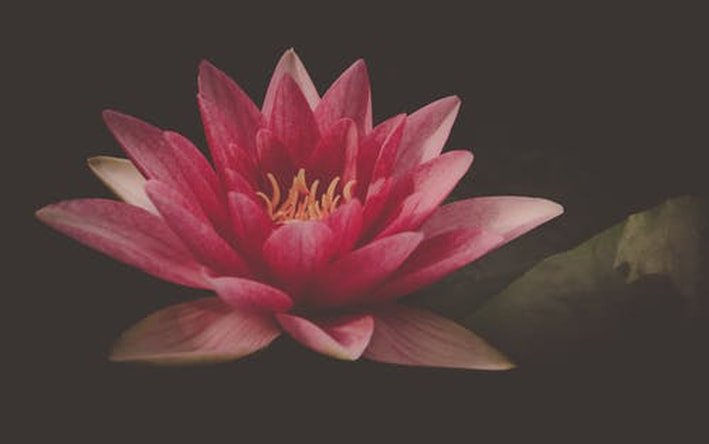 Pink lotus on a dark background.