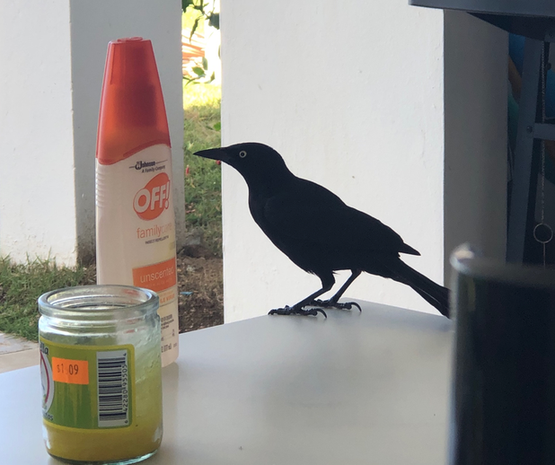 Citronella candle, bug spray, and a black bird on a table