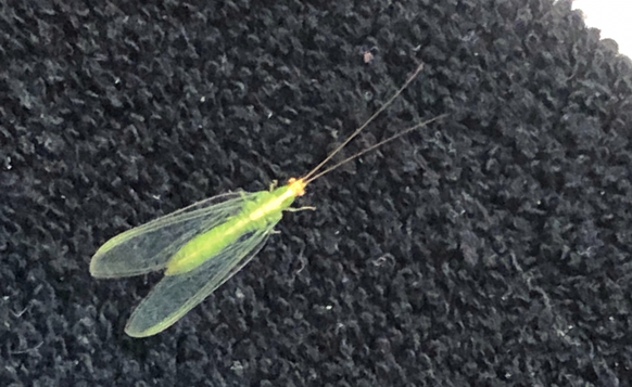 A bright green, winged bug