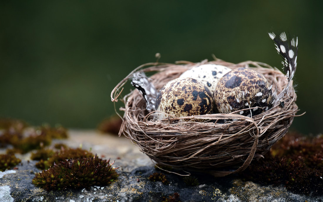 A quail's nest with three eggs in it.