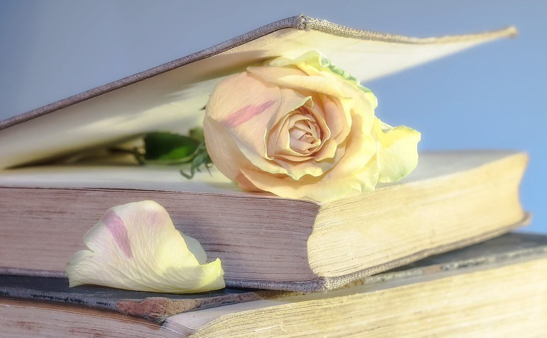 White rose sandwiched between books