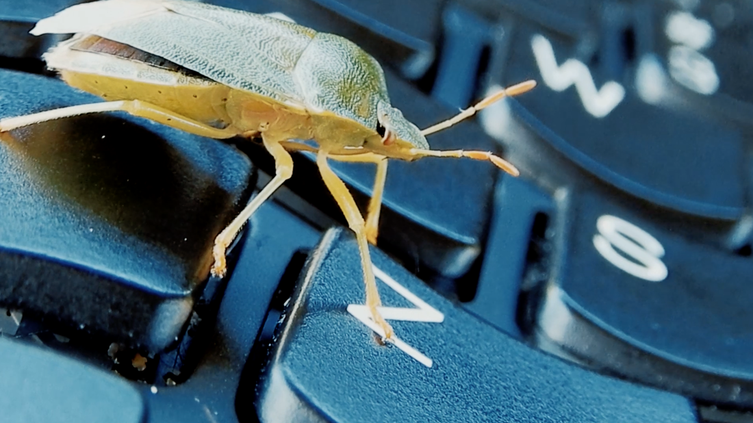 Green bug on a keyboard